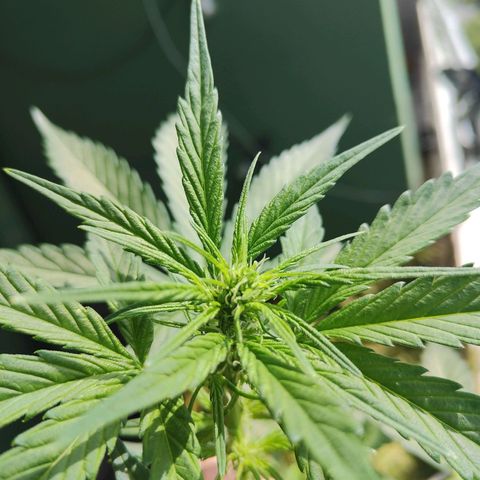 Green Poison Auto growlog timeline photo