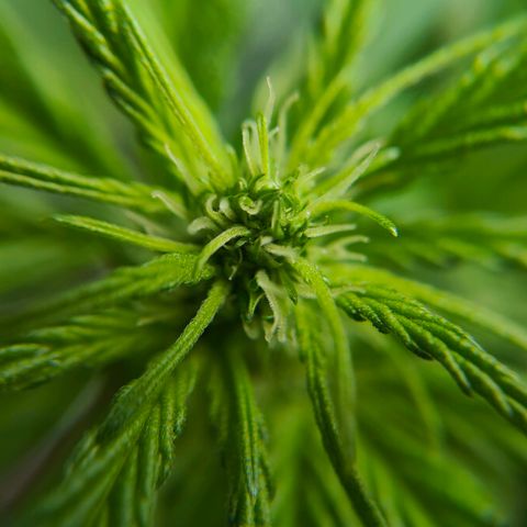 Green Poison Auto growlog timeline photo