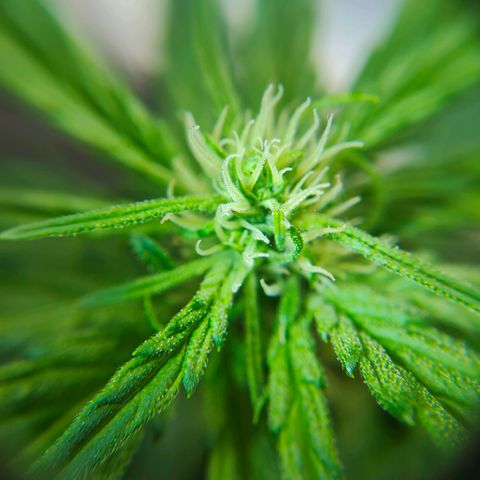 Green Poison Auto growlog photo: Erste Sugarleaves