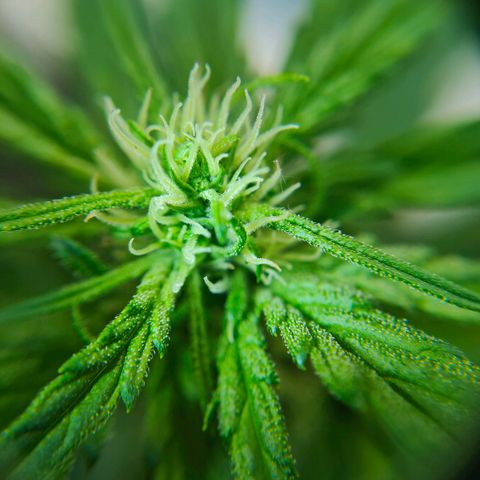 Green Poison Auto growlog photo: Erste Sugarleaves