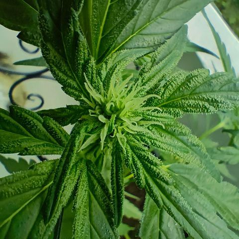 Green Poison Auto growlog photo: Erste Sugarleaves