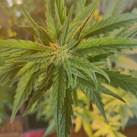 Green Poison Auto growlog timeline photo
