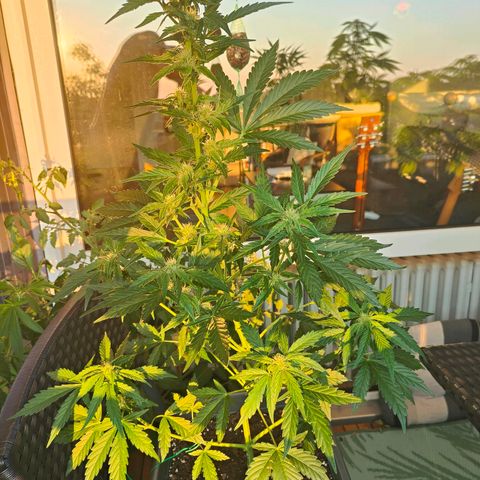Green Poison Auto growlog timeline photo