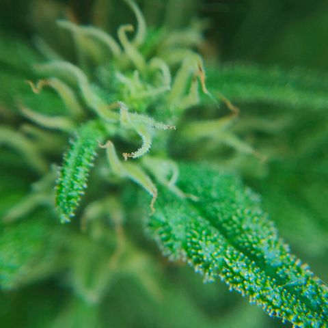 Green Poison Auto growlog timeline photo
