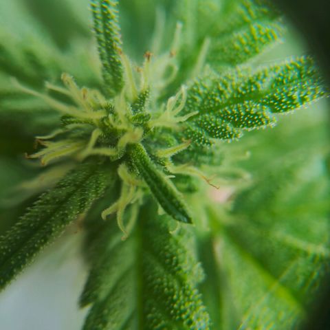 Green Poison Auto growlog timeline photo