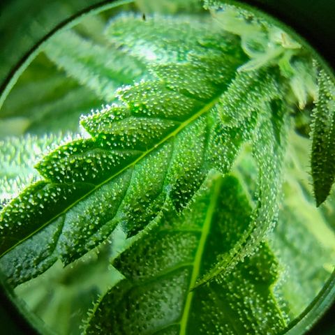 Green Poison Auto growlog timeline photo