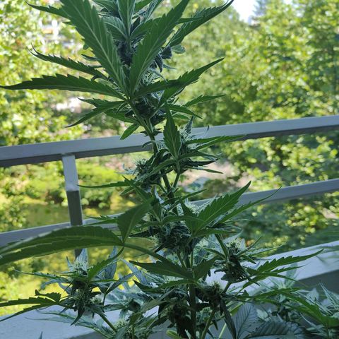 Green Poison Auto growlog timeline photo