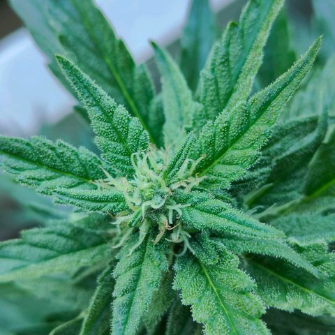 Green Poison Auto growlog timeline photo