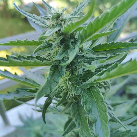 Green Poison Auto growlog timeline photo