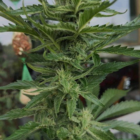 Green Poison Auto growlog timeline photo
