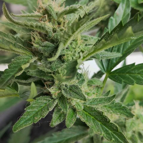 Green Poison Auto growlog timeline photo