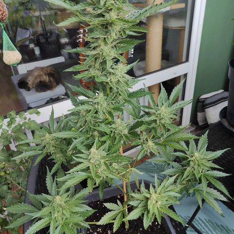 Green Poison Auto growlog timeline photo
