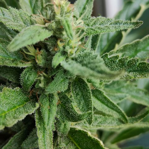Green Poison Auto growlog timeline photo