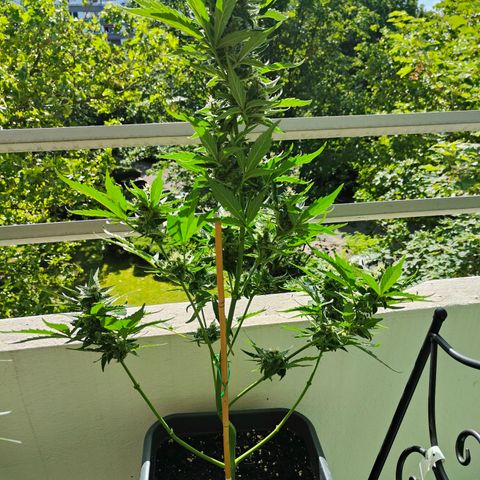 Green Poison Auto growlog timeline photo