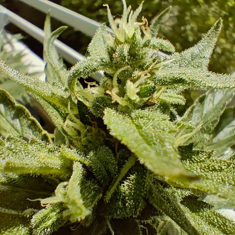 Green Poison Auto growlog timeline photo
