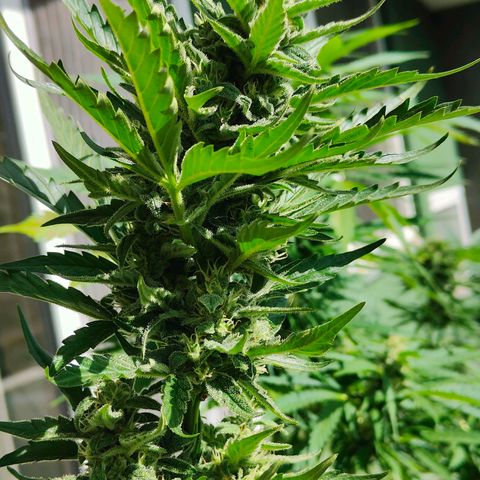 Green Poison Auto growlog timeline photo