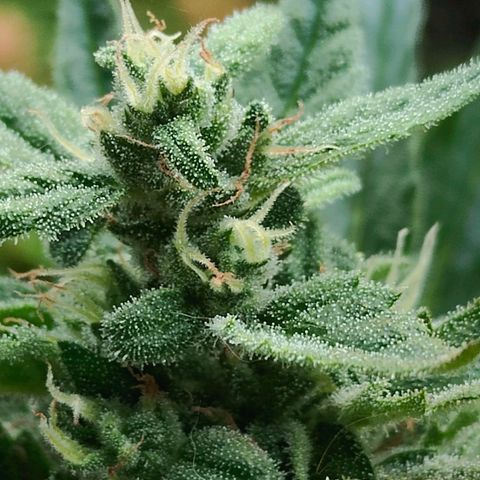 Green Poison Auto growlog timeline photo