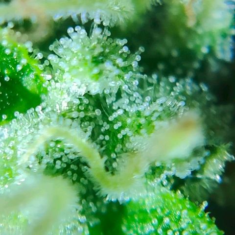 Green Poison Auto growlog timeline photo