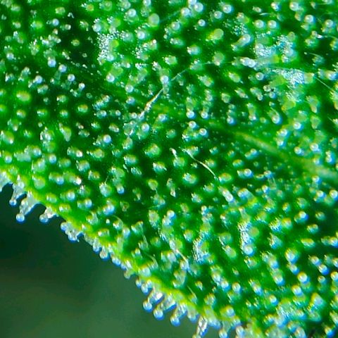 Green Poison Auto growlog timeline photo