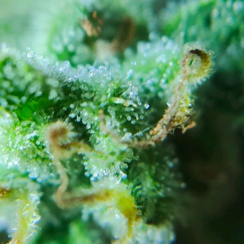 Green Poison Auto growlog timeline photo