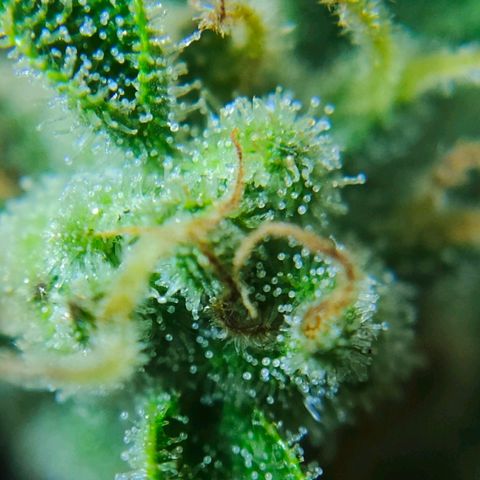 Green Poison Auto growlog timeline photo