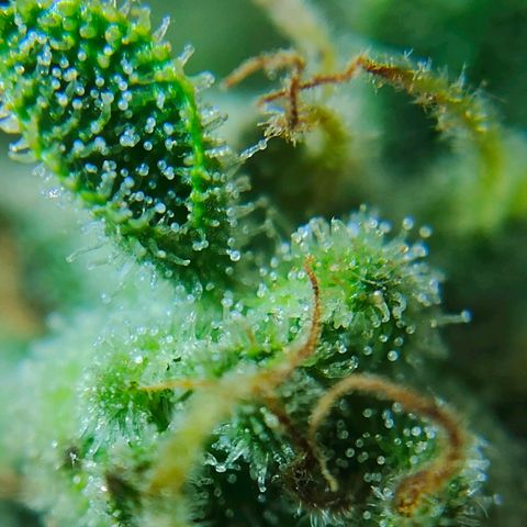 Green Poison Auto growlog timeline photo