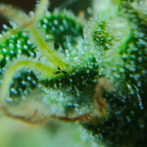 Green Poison Auto growlog timeline photo