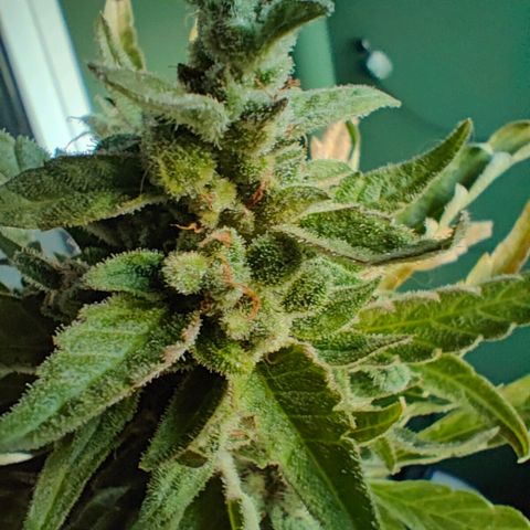 Green Poison Auto growlog timeline photo