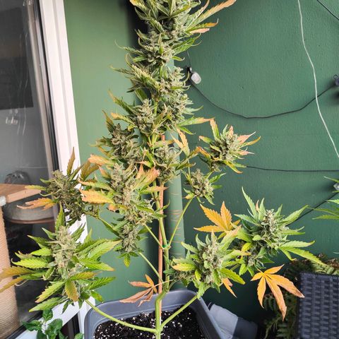 Green Poison Auto growlog timeline photo