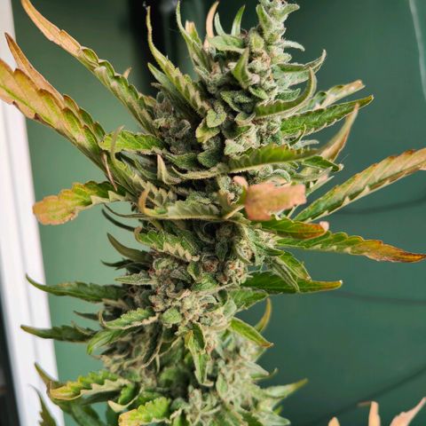 Green Poison Auto growlog timeline photo