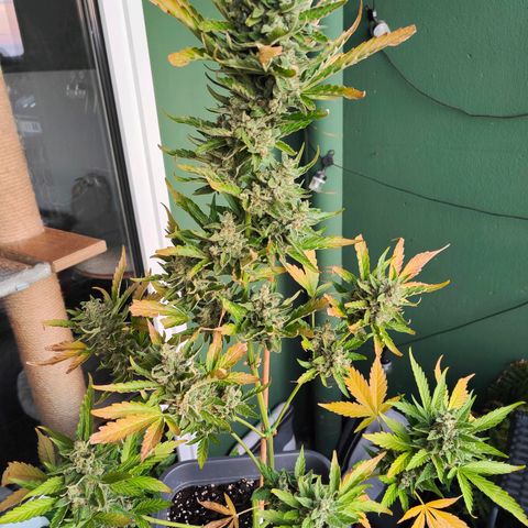 Green Poison Auto growlog timeline photo