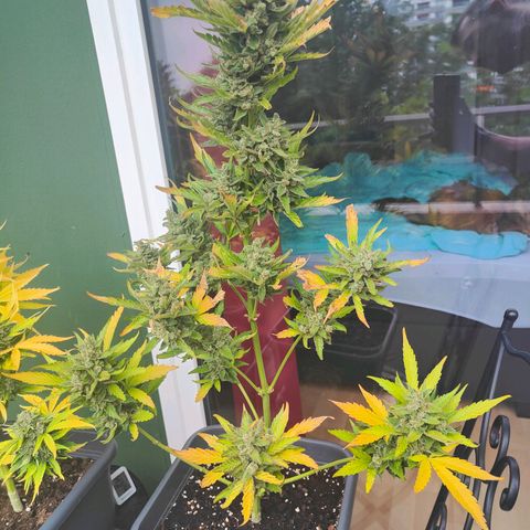 Green Poison Auto growlog timeline photo