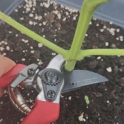Green Poison Auto growlog timeline photo