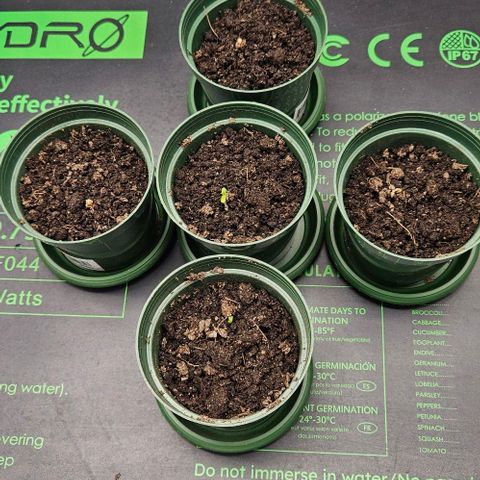Leyla5 growlog photo: Les 5 ont une petite pousse donc la #5 est plus voyantes et verte