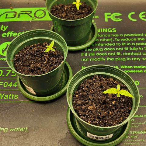 Leyla5 growlog timeline photo