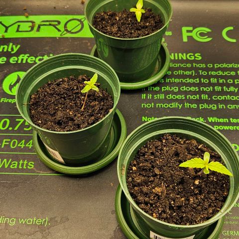 Leyla5 growlog timeline photo