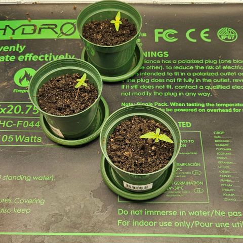 Leyla5 growlog timeline photo