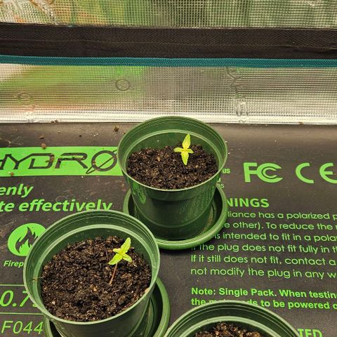 Leyla5 growlog timeline photo