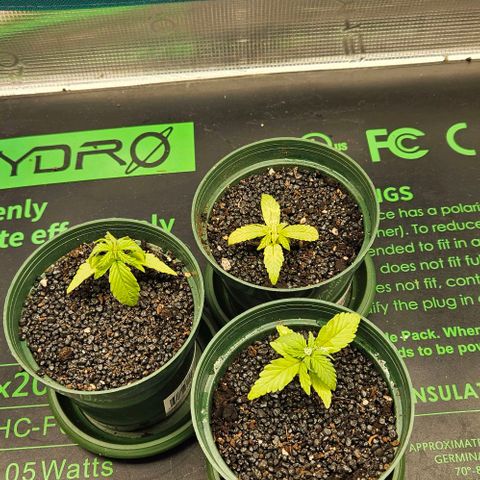 Leyla5 growlog timeline photo