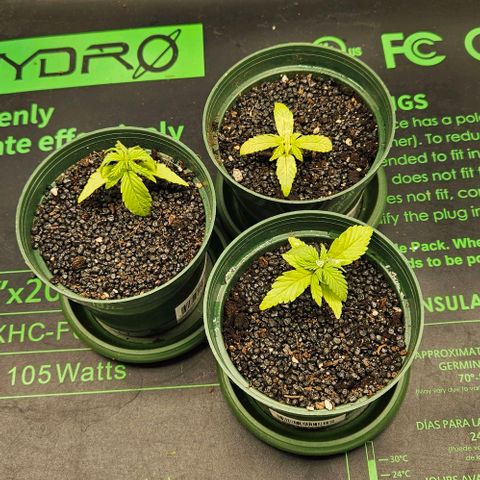 Leyla5 growlog timeline photo