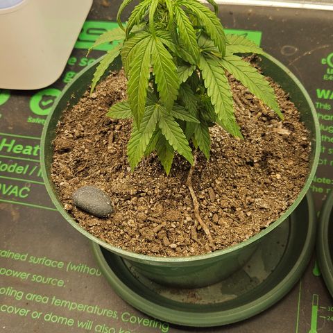 Leyla5 growlog photo: Fuck début de floraison avec 2 plant qui mesure 20cm