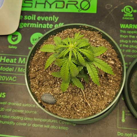 Leyla5 growlog photo: Fuck début de floraison avec 2 plant qui mesure 20cm