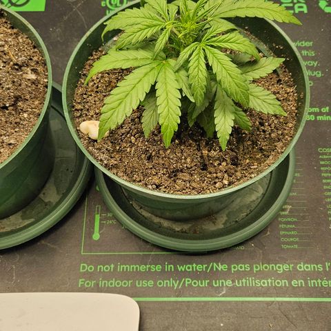 Leyla5 growlog photo: Fuck début de floraison avec 2 plant qui mesure 20cm