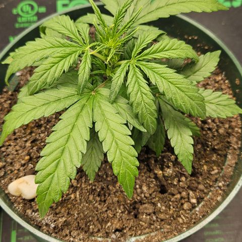 Leyla5 growlog photo: Fuck début de floraison avec 2 plant qui mesure 20cm