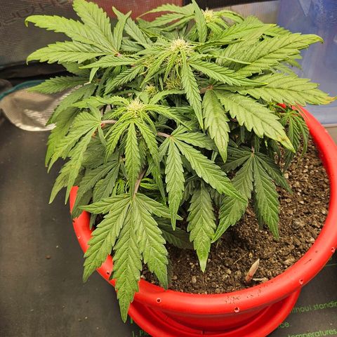 Leyla5 growlog timeline photo