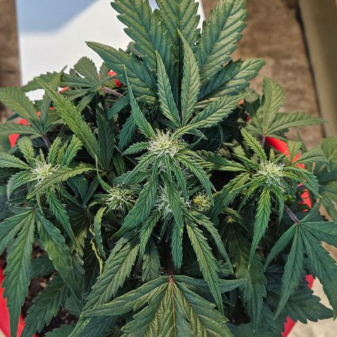 Leyla5 growlog timeline photo