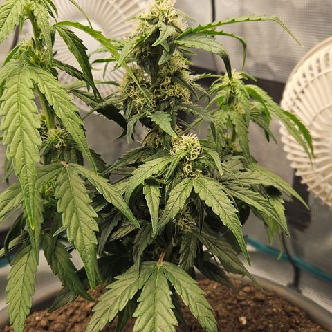 Leyla5 growlog timeline photo