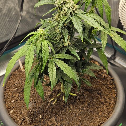 Leyla5 growlog timeline photo