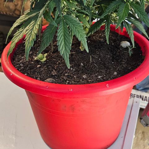 Leyla5 growlog timeline photo