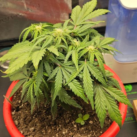 Leyla5 growlog timeline photo